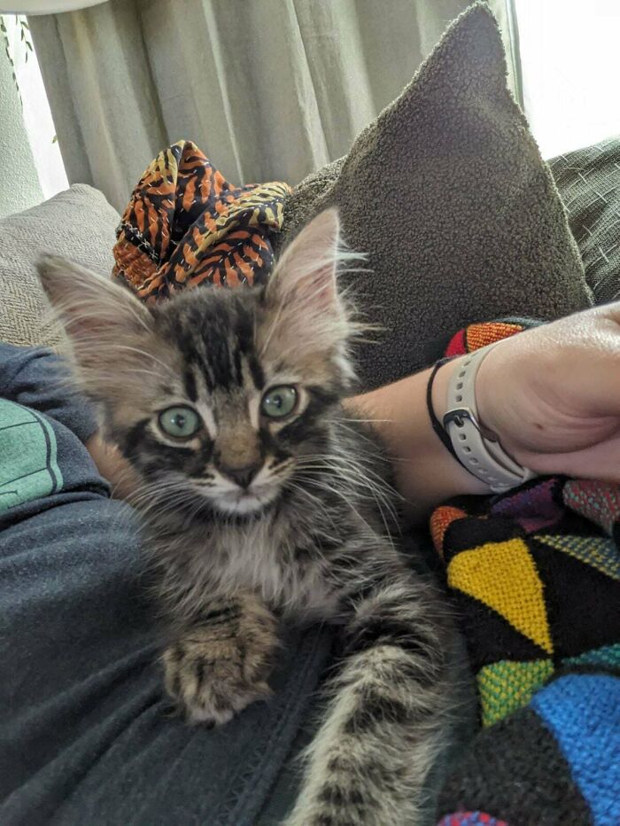 Adopted Yesterday, My Wife And I Are Drawing Blanks For A Name. We Have 1 Other Female Cat Whos Legal Name Is Freya But We Call Her Bean. He Liked Watching My Wife Play Zelda