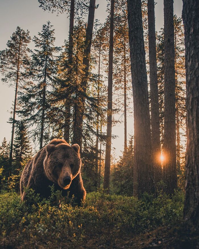 Captivating Nature: Konsta Punkka’s Fairy Tale Wildlife Photography (New Pics)