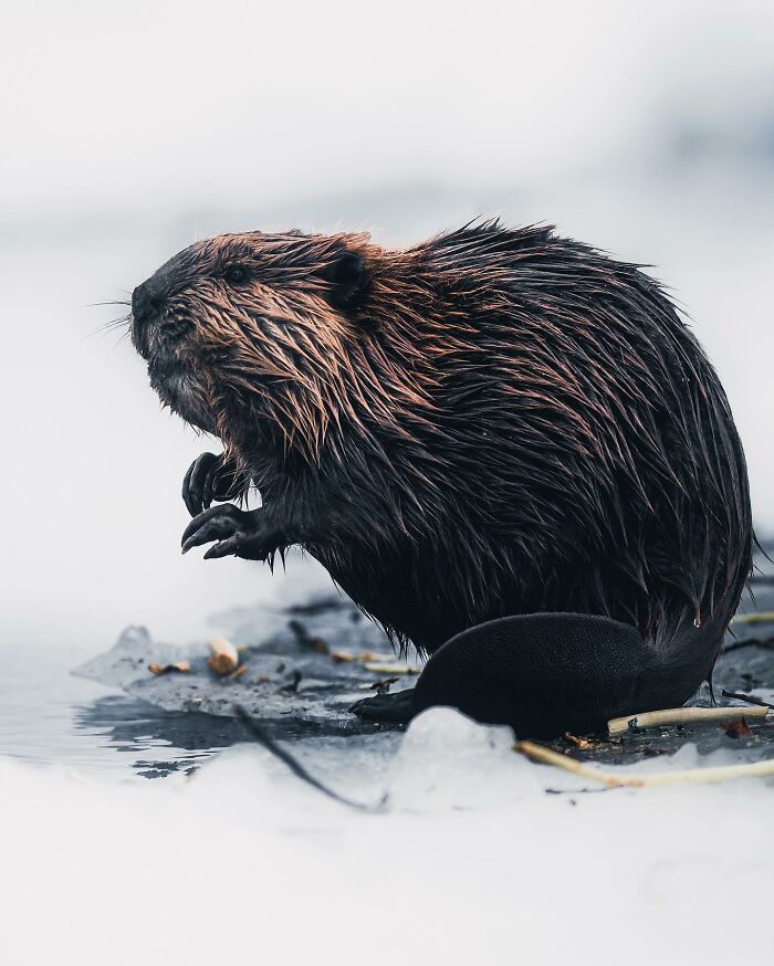 Captivating Nature: Konsta Punkka’s Fairy Tale Wildlife Photography (New Pics)