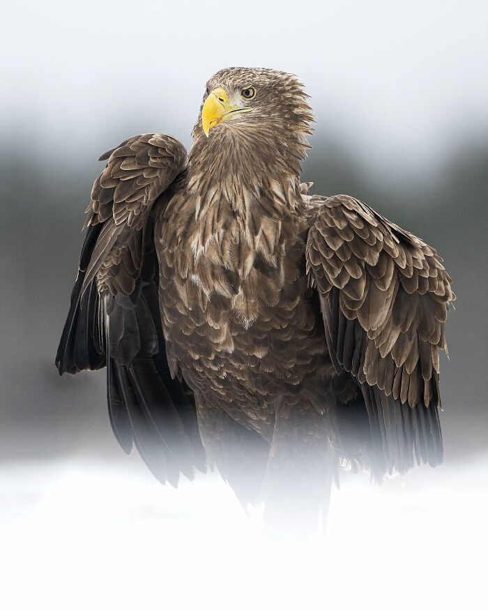 Captivating Nature: Konsta Punkka’s Fairy Tale Wildlife Photography (New Pics)