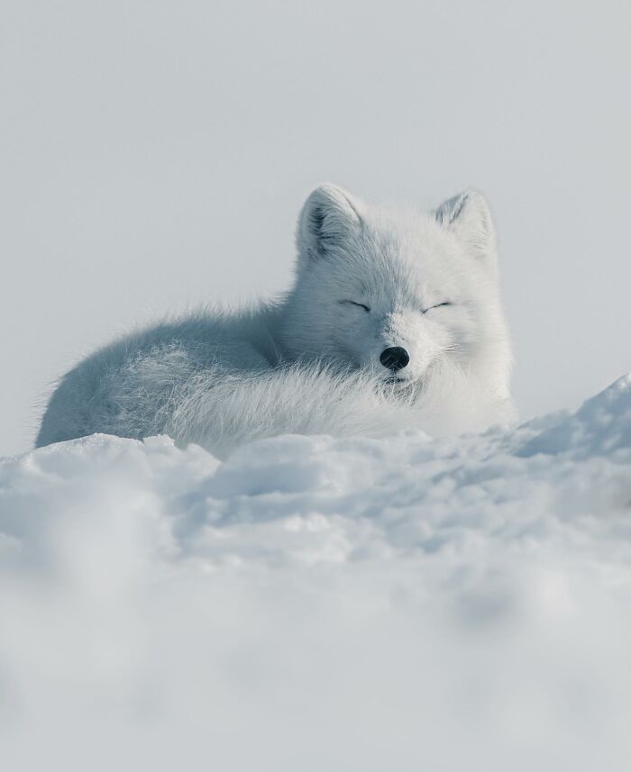 Captivating Nature: Konsta Punkka’s Fairy Tale Wildlife Photography (New Pics)