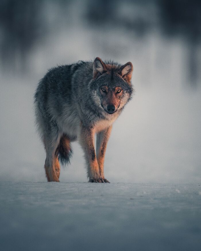 Captivating Nature: Konsta Punkka’s Fairy Tale Wildlife Photography (New Pics)