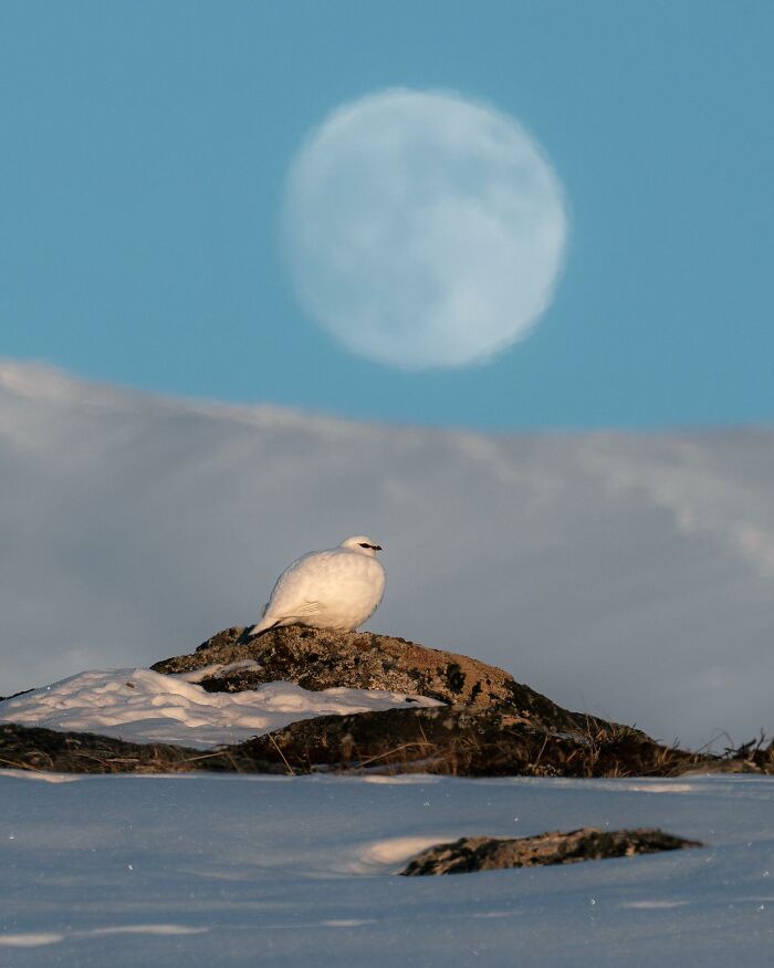 Captivating Nature: Konsta Punkka’s Fairy Tale Wildlife Photography (New Pics)
