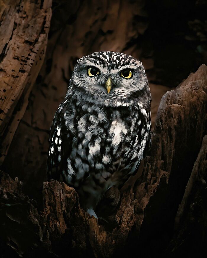 Captivating Nature: Konsta Punkka’s Fairy Tale Wildlife Photography (New Pics)