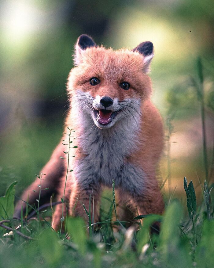 Captivating Nature: Konsta Punkka’s Fairy Tale Wildlife Photography (New Pics)