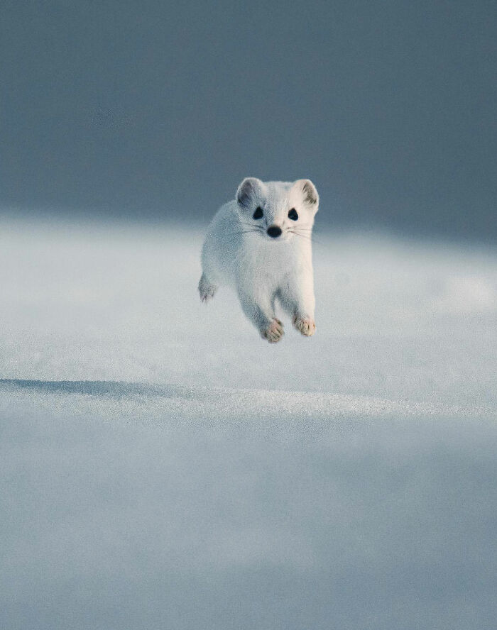 Captivating Nature: Konsta Punkka’s Fairy Tale Wildlife Photography (New Pics)