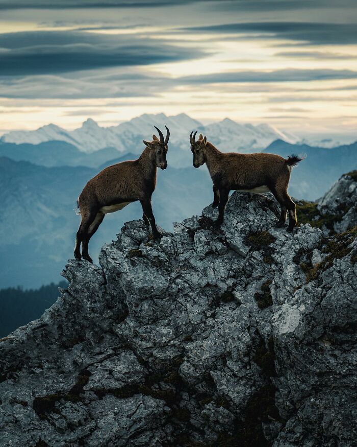 Captivating Nature: Konsta Punkka’s Fairy Tale Wildlife Photography (New Pics)