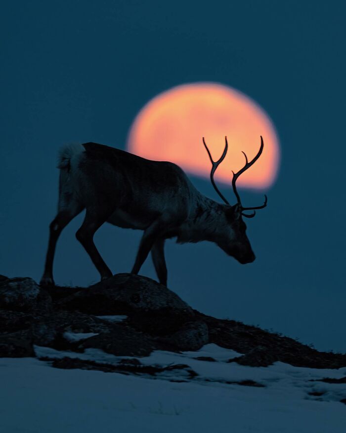 Captivating Nature: Konsta Punkka’s Fairy Tale Wildlife Photography (New Pics)