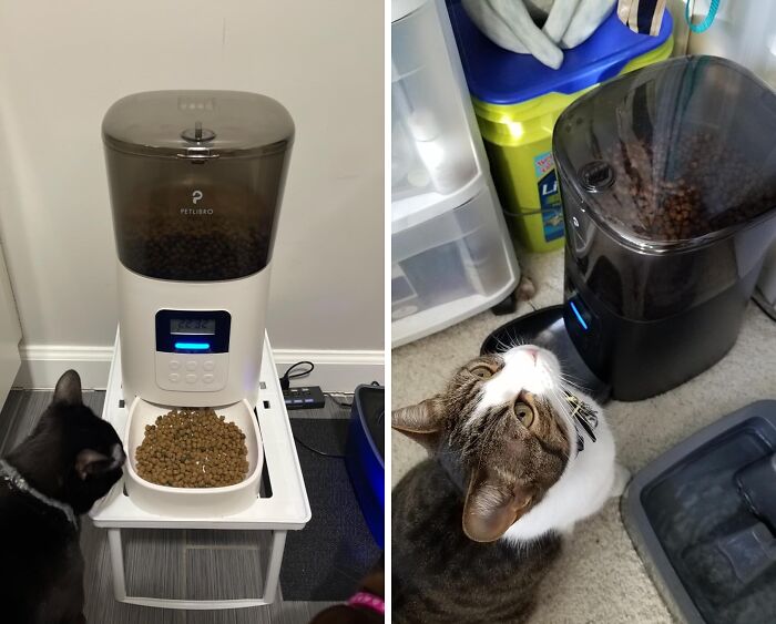 Ensure Your Pet Never Goes Hungry: Automatic Dry Food Dispenser For Reliable Feeding