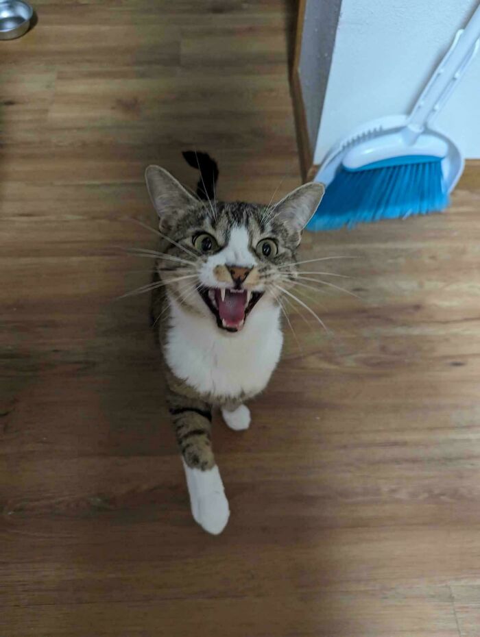 Tabby cat meowing dramatically on a wooden floor next to a blue broom.
