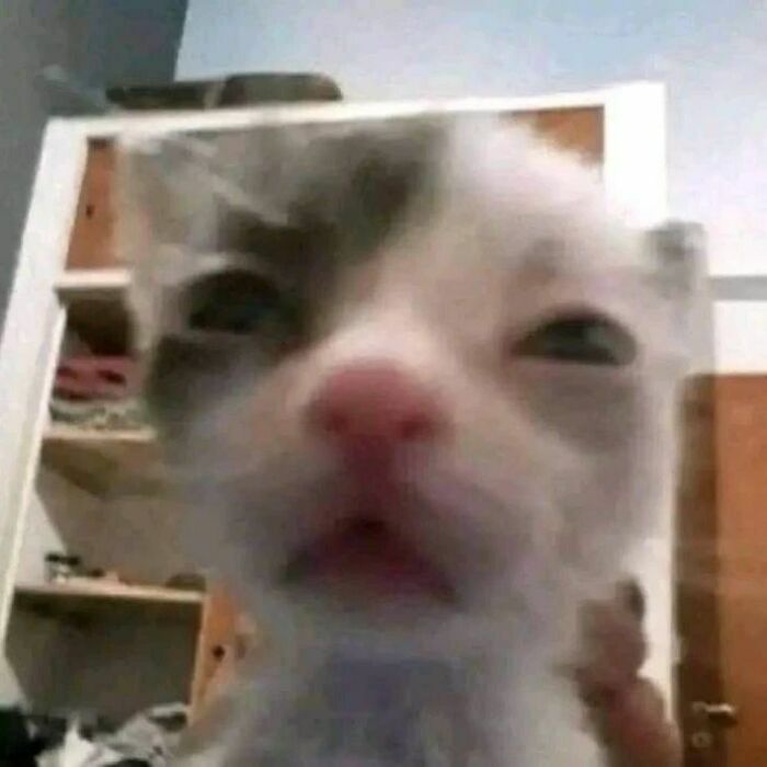 Close-up of a cat with a blurry face, showing a funny malfunctioning expression in a home setting, cat virus.exe theme.