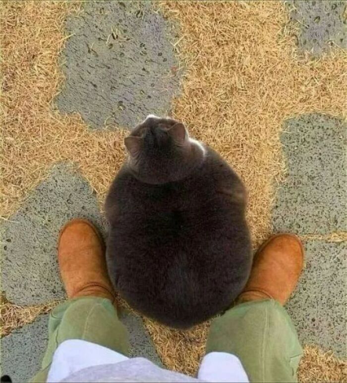 Overhead view of a round black cat sitting between a person's legs on a textured outdoor surface in cat virus.exe style.