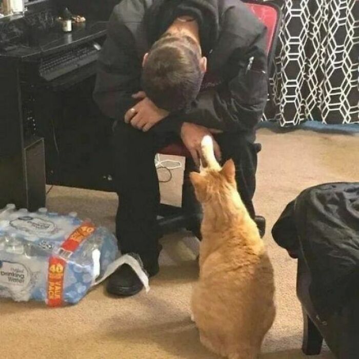 Man sitting with head down as cat holds his hand in an unusual moment from cat virus.exe funny malfunction pics.