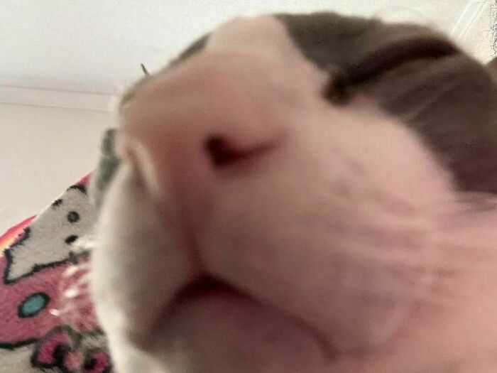 Close-up of a cat's face showing a funny and unusual expression, illustrating cats malfunction in a hilarious way.