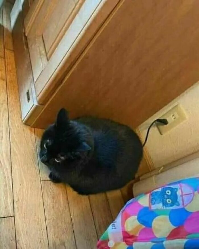 Black cat sitting on wooden floor near a wall outlet with a plugged-in cord, showcasing a cat virus malfunction moment.