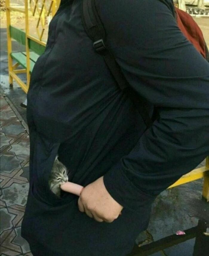 Cat virus.exe malfunction with kitten biting a person's finger inside a jacket pocket outdoors.