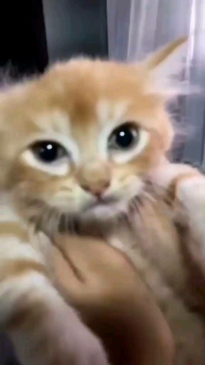 Close-up of a ginger cat with wide eyes held by hands, showcasing a funny cat virus.exe malfunction moment.