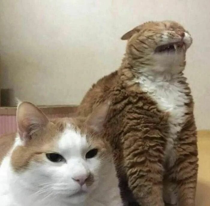 Two cats reacting unusually, one with a calm expression and the other with a quirky malfunction, illustrating cat virus.exe humor.