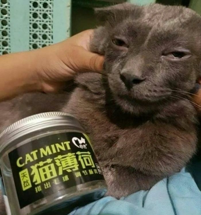 Gray cat with a sleepy expression being held next to a jar of cat mint in a humorous cat virus.exe moment.