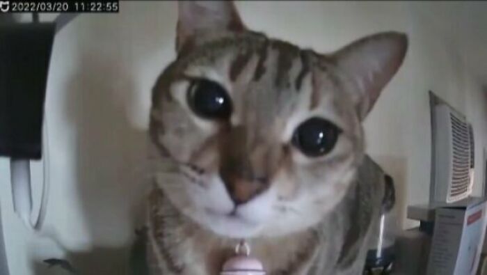 Close-up of a cat with wide eyes captured on camera in a funny moment from cat virus.exe collection.