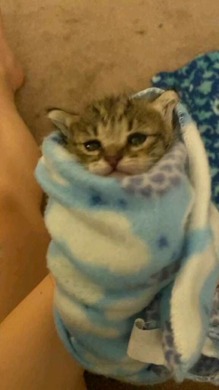 Kitten wrapped in a blue patterned blanket looking sleepy, showcasing a funny moment of cats malfunctioning.
