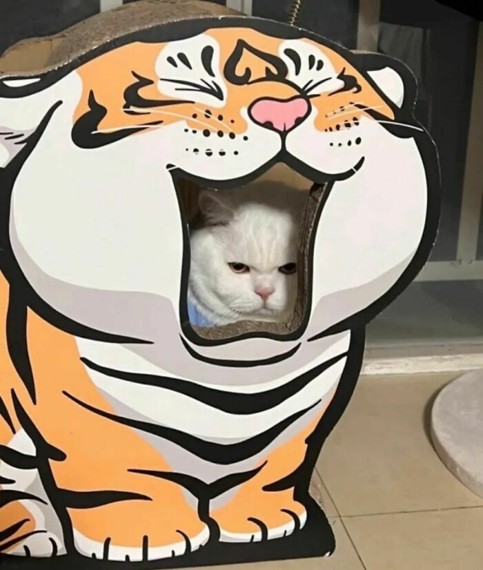 White cat inside a tiger-shaped cat house, showing a funny malfunction moment from cat virus.exe collection.