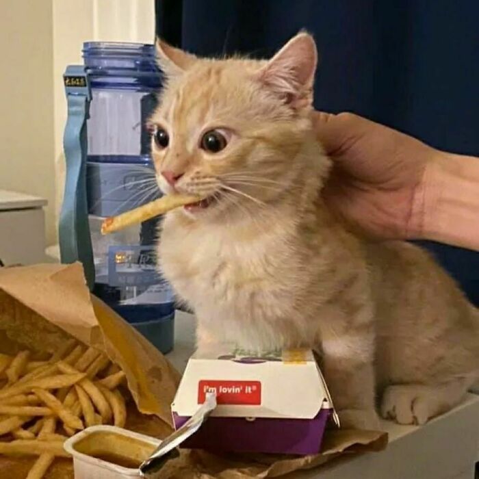 Kitten malfunctioning with wide eyes, holding a french fry in its mouth near a fast food meal, funny cat virus.exe moment.