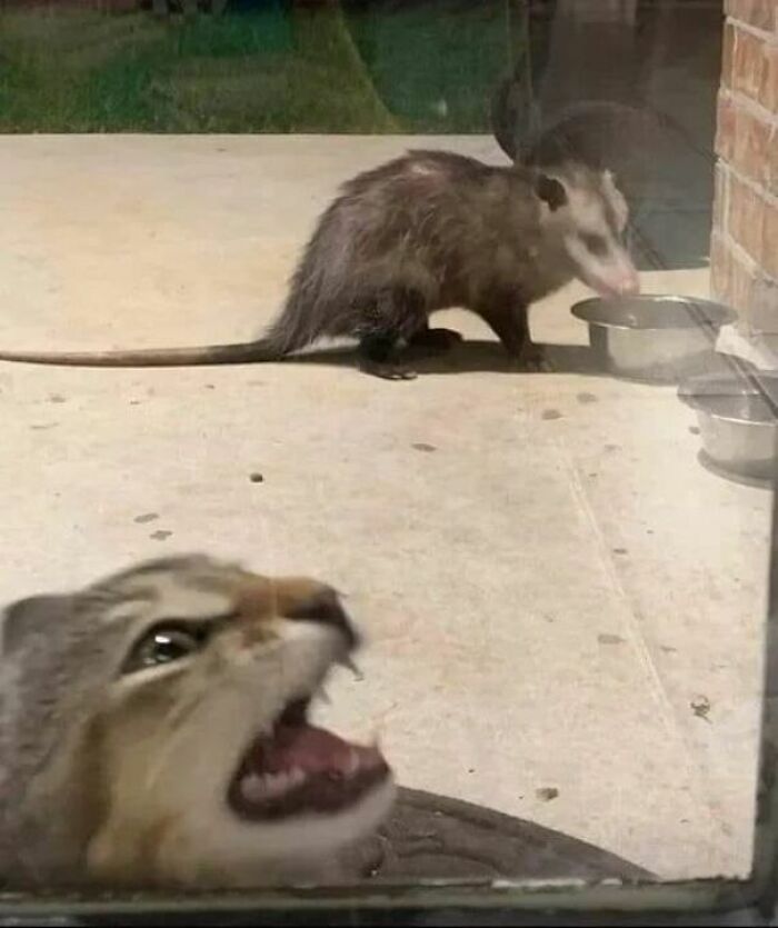 Cat malfunction moment with a cat reacting loudly to a possum drinking from a bowl outside a glass door.