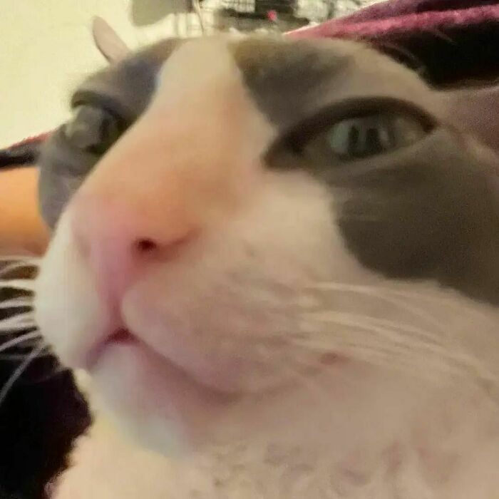 Close-up of a cat’s funny face showcasing a quirky expression in a cat virus.exe malfunction moment.