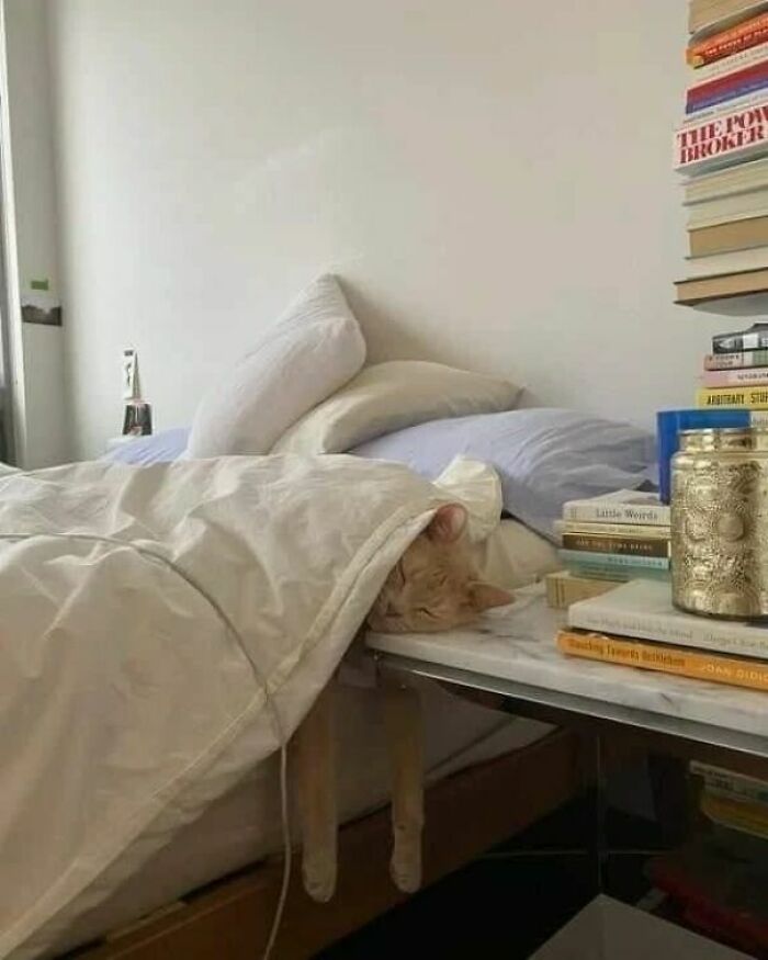 Orange cat lying under a blanket on a bed with paws hanging over the edge, a funny cat virus.exe moment.