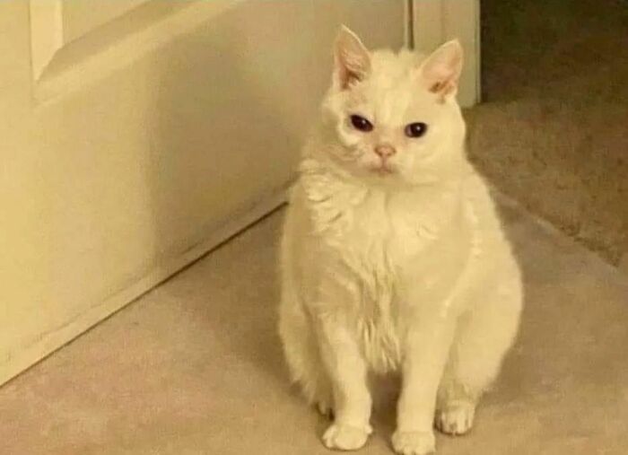 White cat sitting on carpet looking slightly confused, a funny example from cat virus.exe malfunction photos.