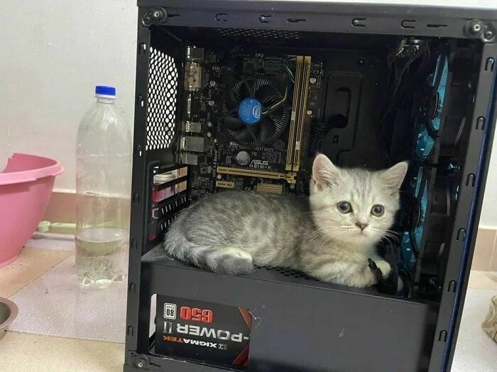 Gray kitten sitting inside an open computer case, blending technology and the funny cat virus theme.