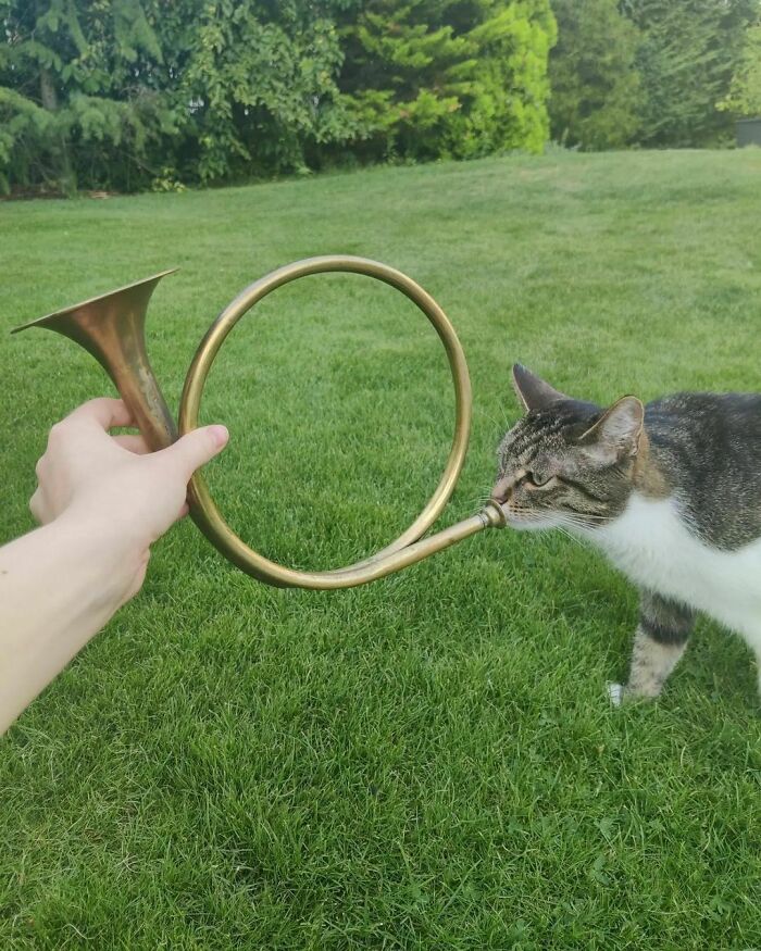 Cat interacting with a brass horn on a lush green lawn in a funny cat virus.exe moment.