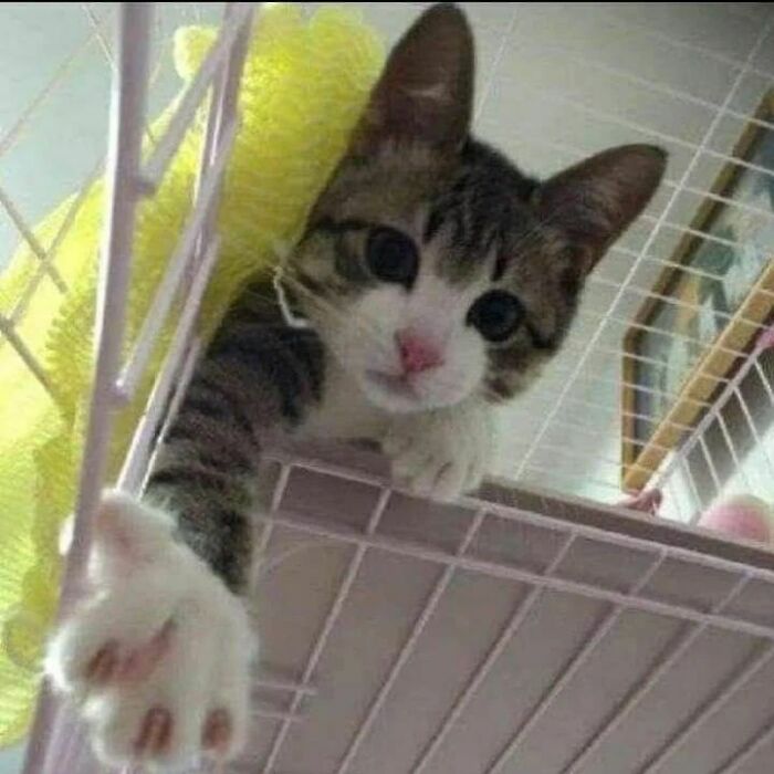A cat reaching out from a cage in a funny pose, one of the hilarious pics from Cat Virus.Exe that defy explanation.