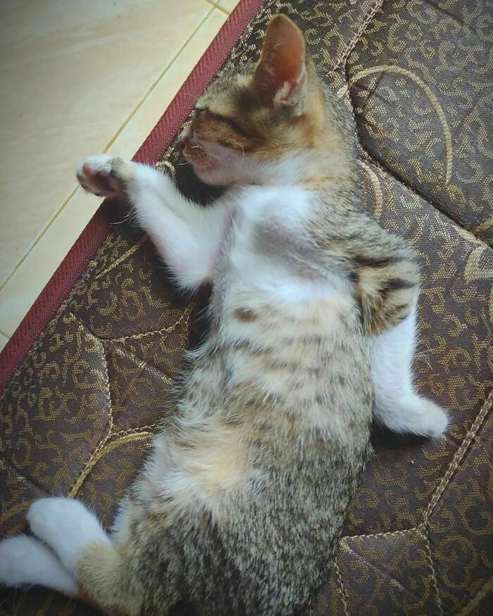 Kitten lying on patterned cushion, captured in a funny moment from cat virus.exe malfunction series.