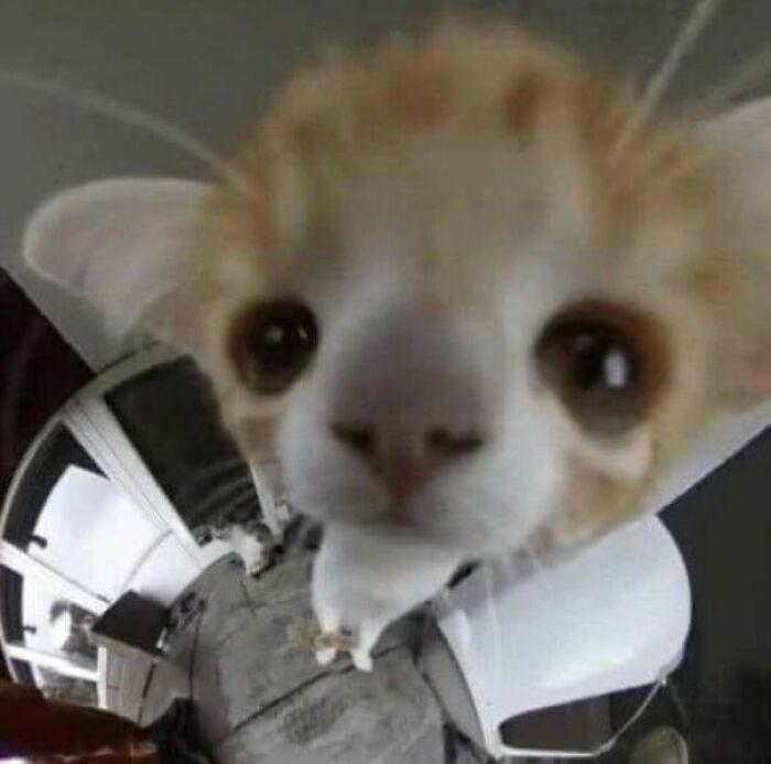 Close-up of a cat with a distorted face effect, showcasing a funny malfunction moment from cat virus.exe pictures.