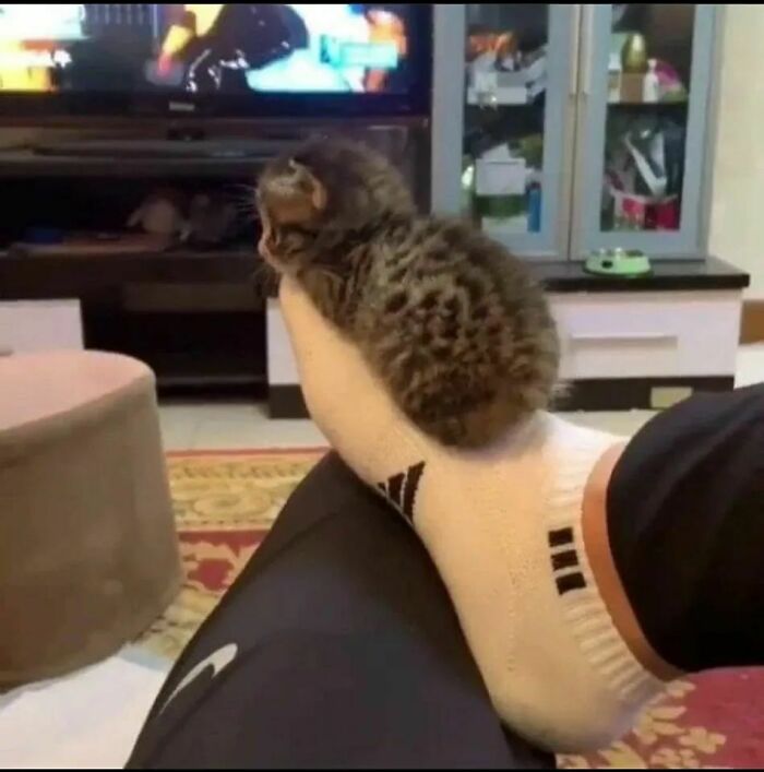 A tiny kitten balancing on a white socked foot indoors, showcasing a funny cat virus.exe moment.