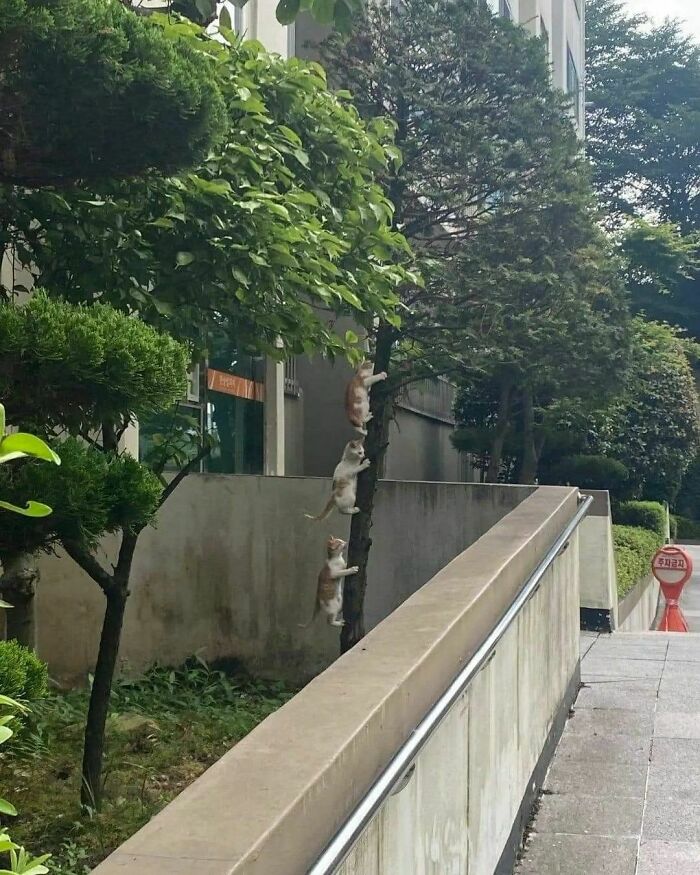 Three cats stacked vertically on a tree trunk, climbing unusually high in a bizarre cat virus.exe malfunction moment.