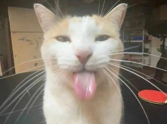 Cat malfunction photo showing a cat sticking out its tongue in a funny moment from cat virus.exe collection.
