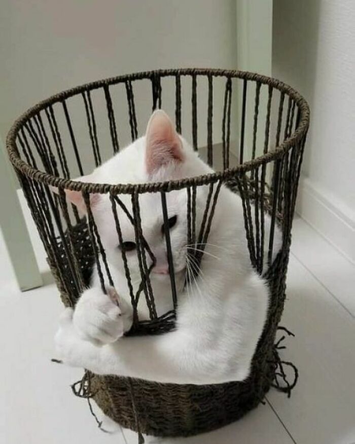 White cat stuck inside a woven basket, showcasing a funny moment from cat virus.exe malfunction pictures.