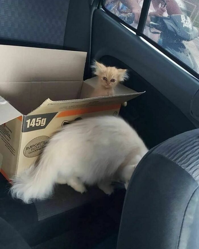 Fluffy cat inside car with kitten in a box, a funny moment showing cats malfunction in a playful setting.