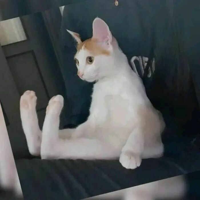 White and orange cat sitting upright with hind legs stretched out in a pose that looks like a cat malfunction or cat virus.exe moment.