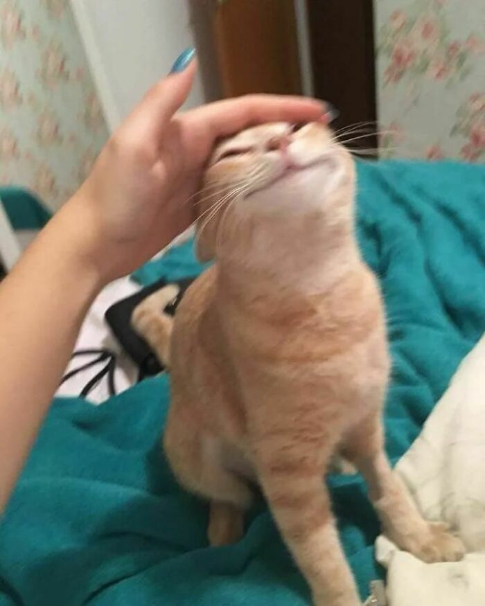 Orange cat enjoying a head scratch, capturing a funny moment from cat virus.exe malfunction pictures.