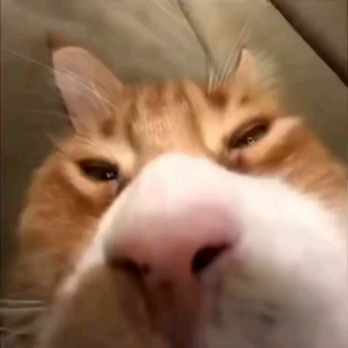 Close-up of an orange and white cat’s face showing a funny malfunction expression from Cat Virus Exe collection.