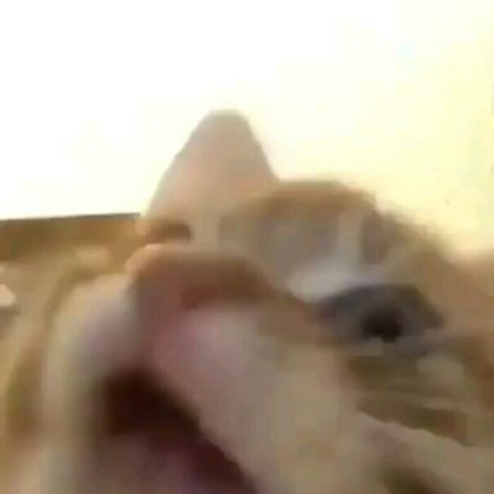 Close-up of a cat malfunctioning with a distorted expression, part of the cat virus.exe hilarious pics collection.