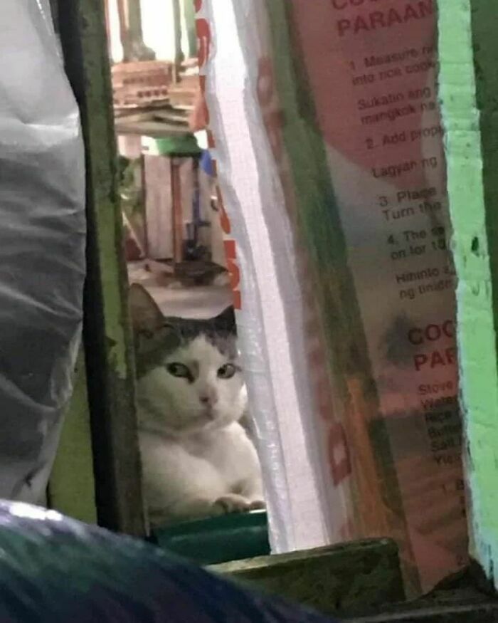 Cat malfunction moment captured as a curious cat peeks through a narrow gap with a funny, bewildered expression.