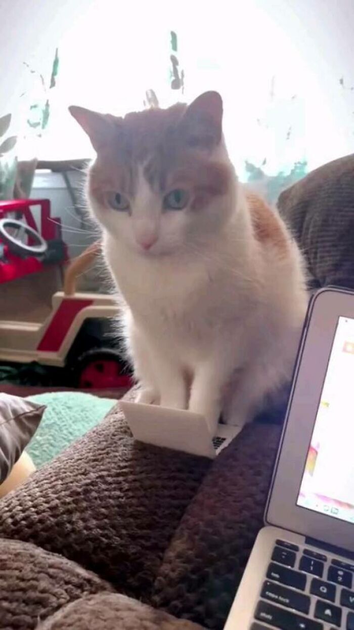 Cat with a laptop, humorously depicting cats malfunction in a funny and curious pose on a couch by a computer.