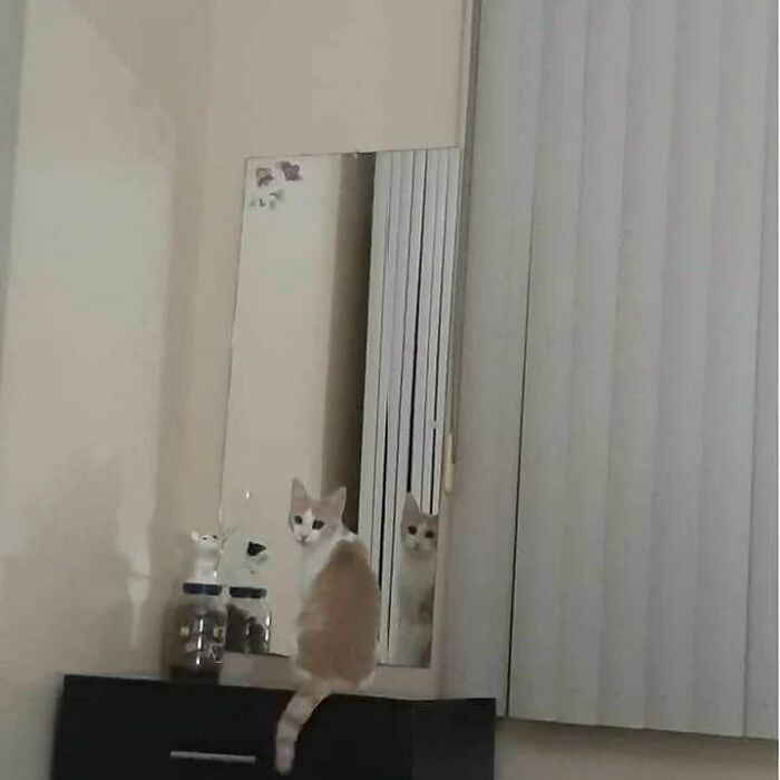 Cat malfunction with a confused cat sitting in front of a distorted mirror reflection in a home setting.