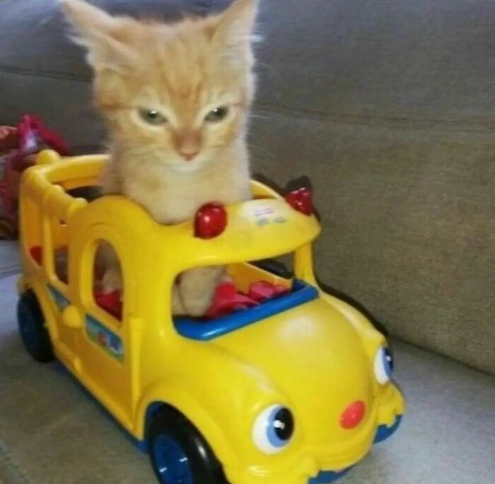 Orange kitten sitting inside a yellow toy car, showcasing a hilarious cat virus malfunction moment defying explanation.