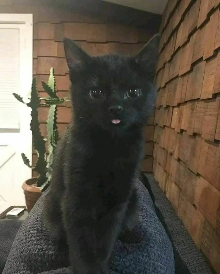 Black cat with tongue sticking out sitting on a blanket indoors, showcasing a funny cat virus.exe malfunction moment.